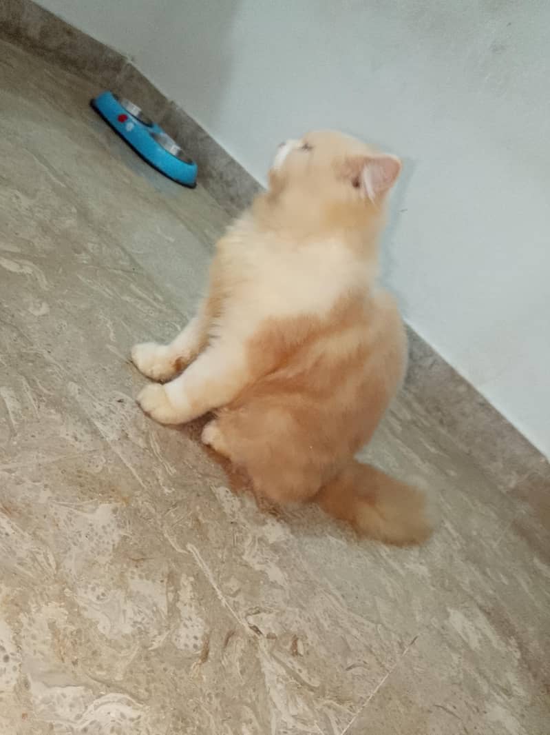 Persian cat 3