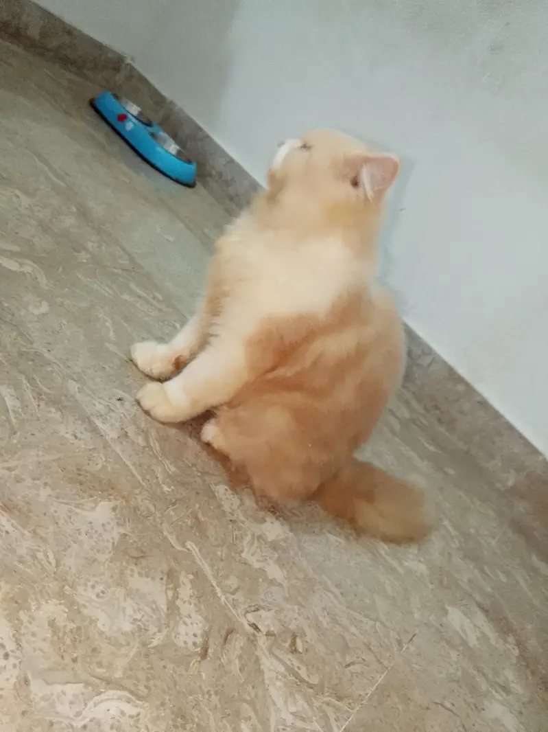 Persian cat — photo 4