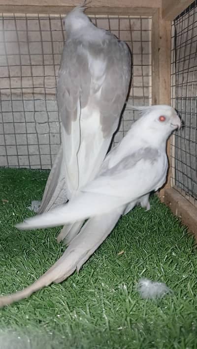 White piede red Eye breeder pair