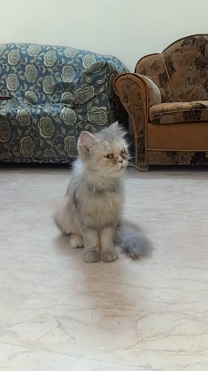 Persian cat 1