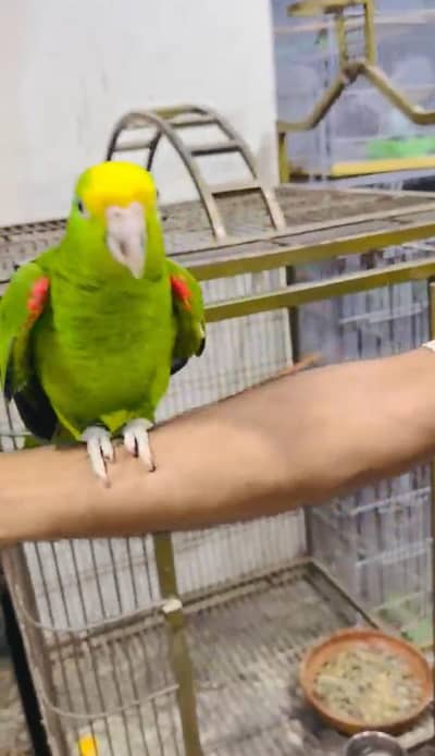 Double Yellow Headed Amazon