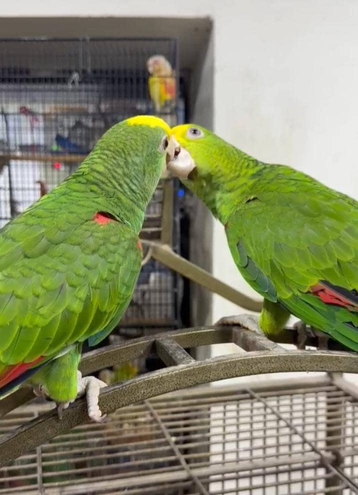 Double Yellow Headed Amazon 2