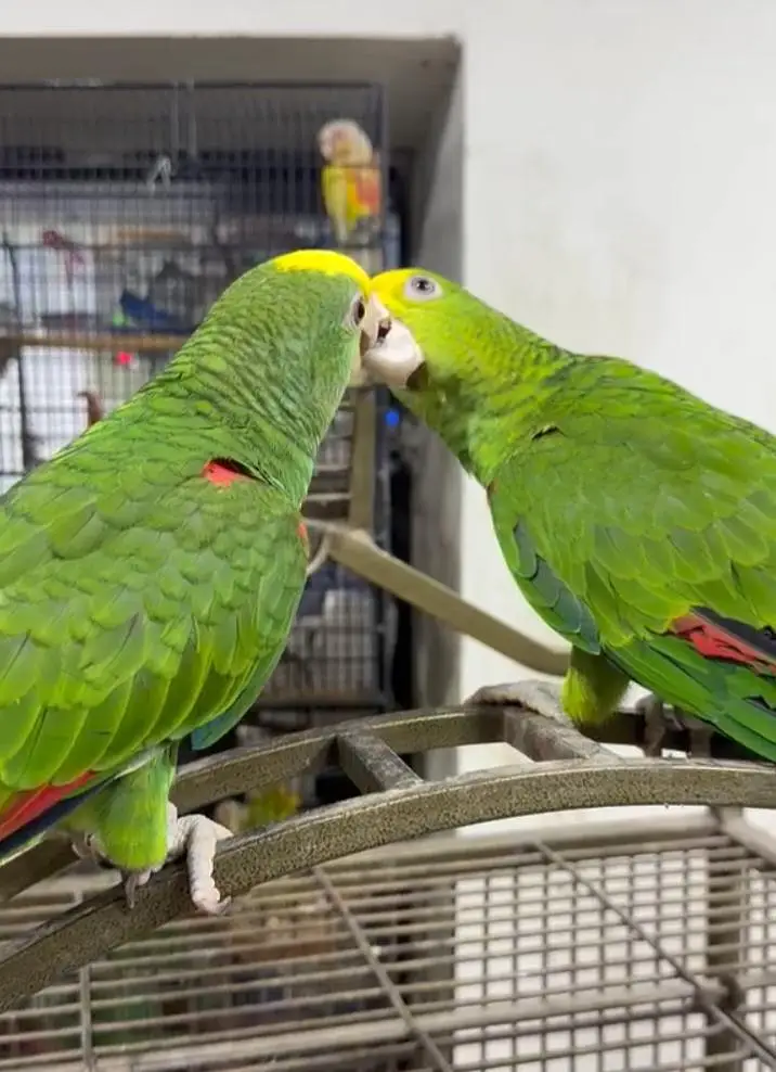 Double Yellow Headed Amazon — photo 3