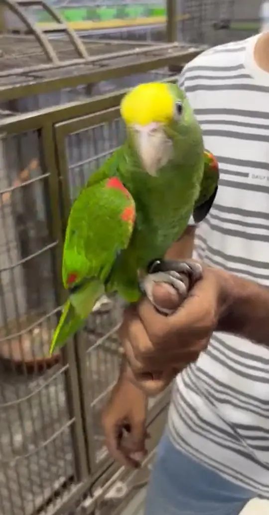 Double Yellow Headed Amazon — photo 4