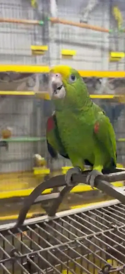 Double Yellow Headed Amazon — photo 5