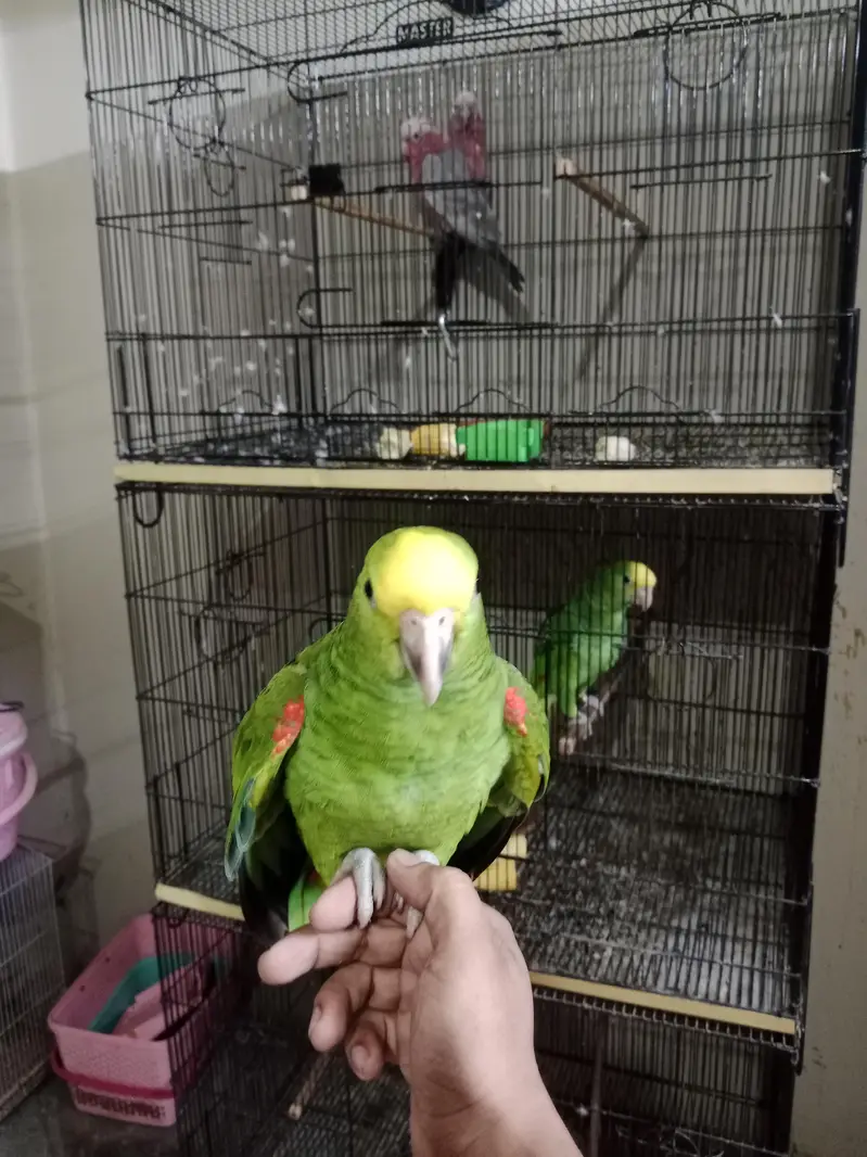 Double Yellow Headed Amazon — photo 6