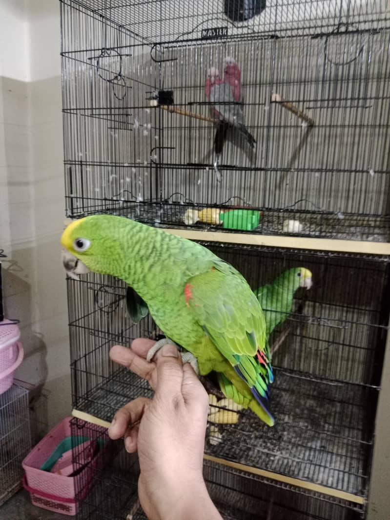 Double Yellow Headed Amazon 7