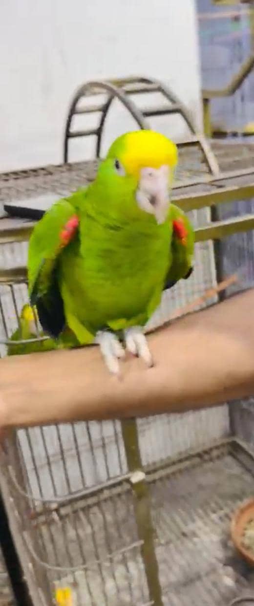 Double Yellow Headed Amazon 8