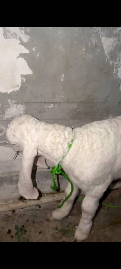larkana dumba gulabi lambe kaan wala