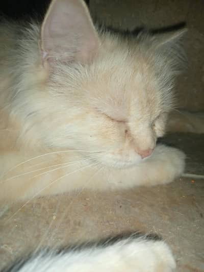 sale my cat
