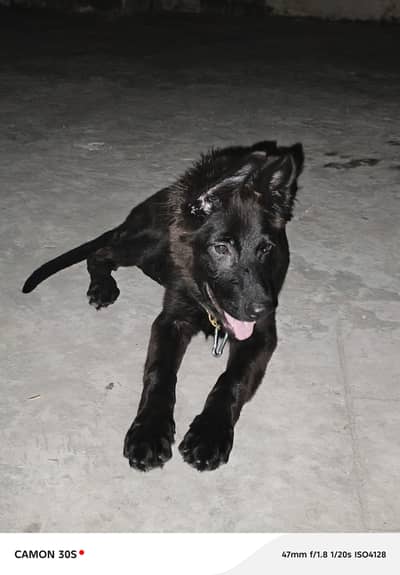 Black German shepherd
