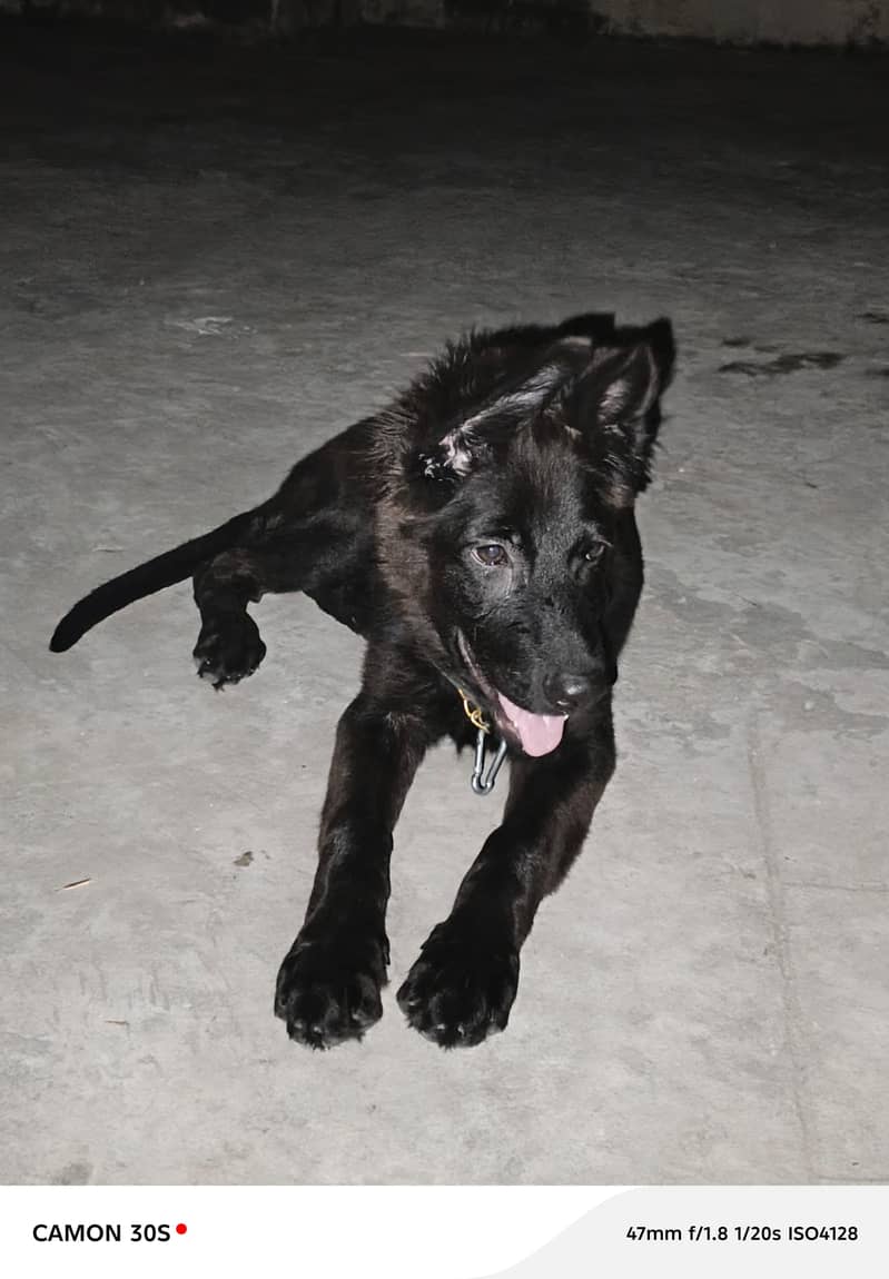 Black German shepherd 0