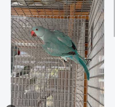 Yellow female blue torquise male available