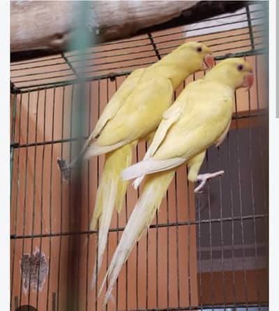 Yellow female available