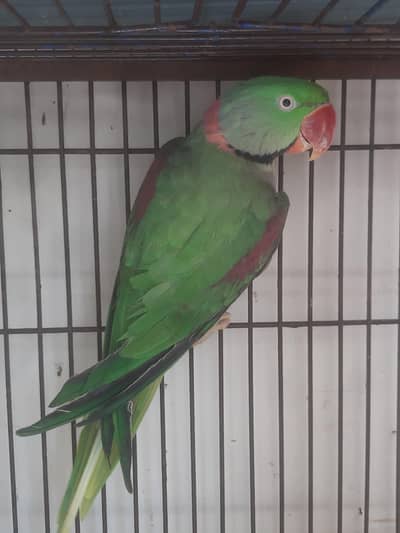 Rew Breeding Male Jumbo Size