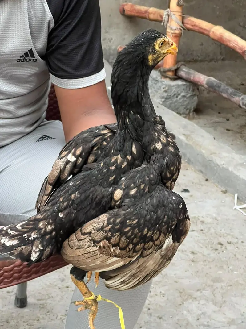 4 aseel pahta — photo 6
