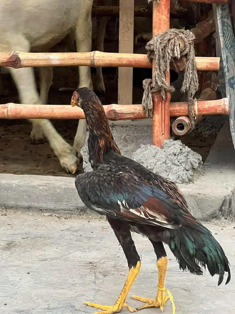 4 aseel pahta — photo 7