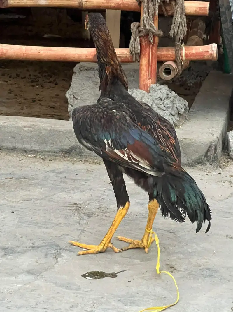 4 aseel pahta — photo 8