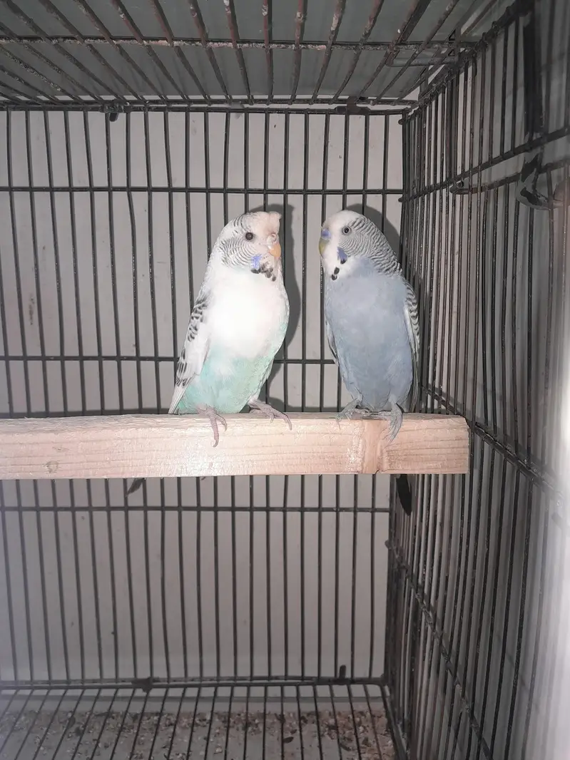 budgie king  size beautiful pair — photo 2
