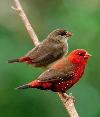 strawberry finch pair