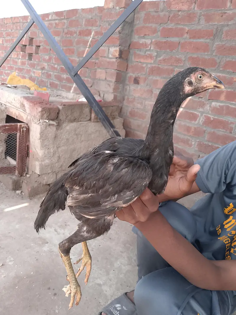 Aseel mainwali ha — photo 2