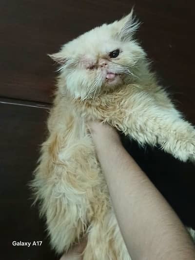 Male Pure peki kitten