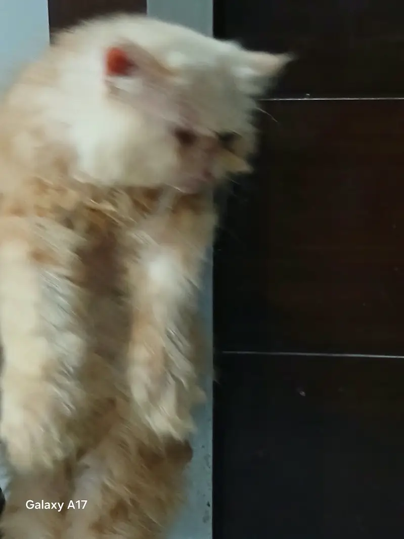 Male Pure peki kitten — photo 2