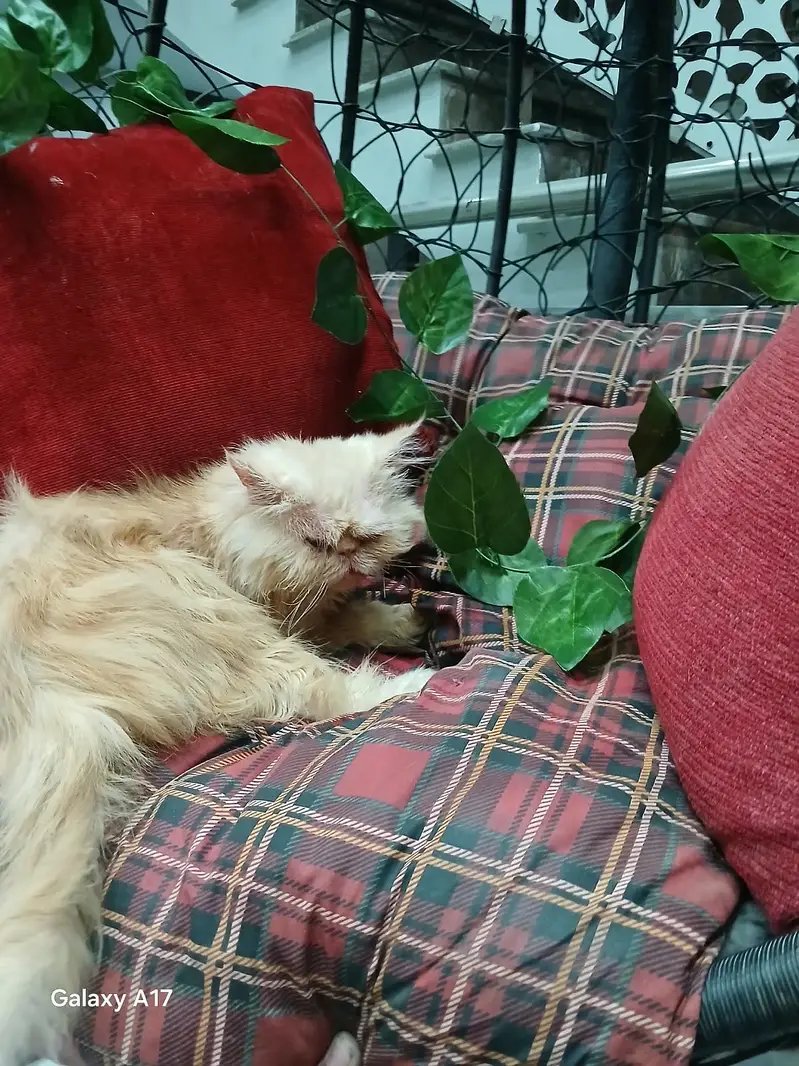 Male Pure peki kitten — photo 3