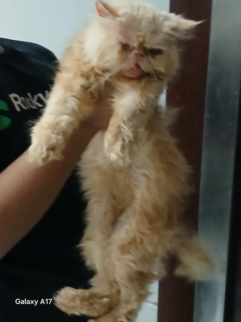 Male Pure peki kitten — photo 4