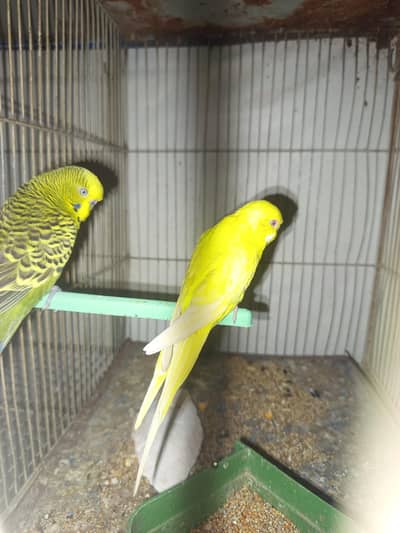 Undersize Fellow and Normal budgies