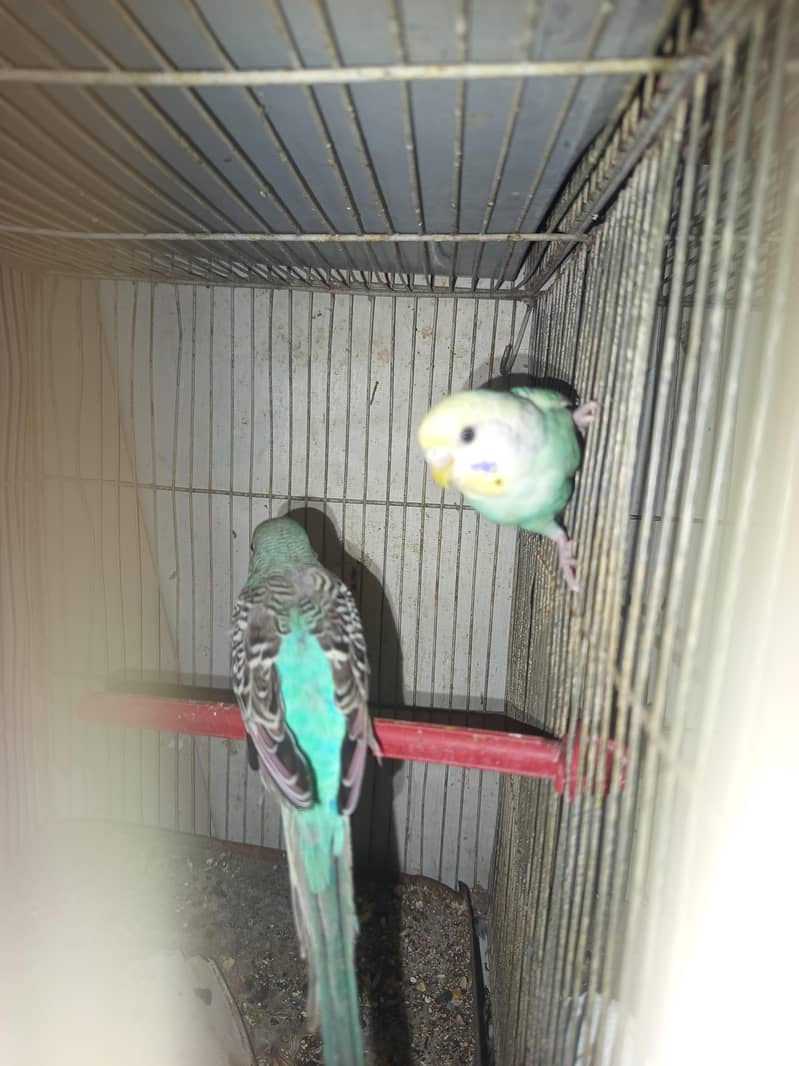 Undersize Fellow and Normal budgies 1