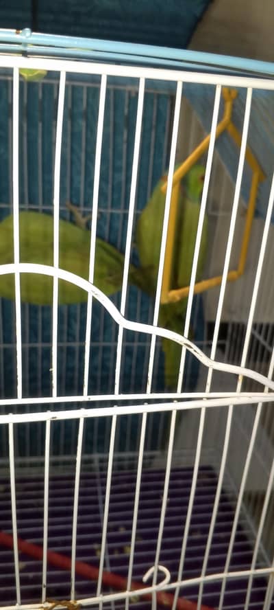 parrots pair
