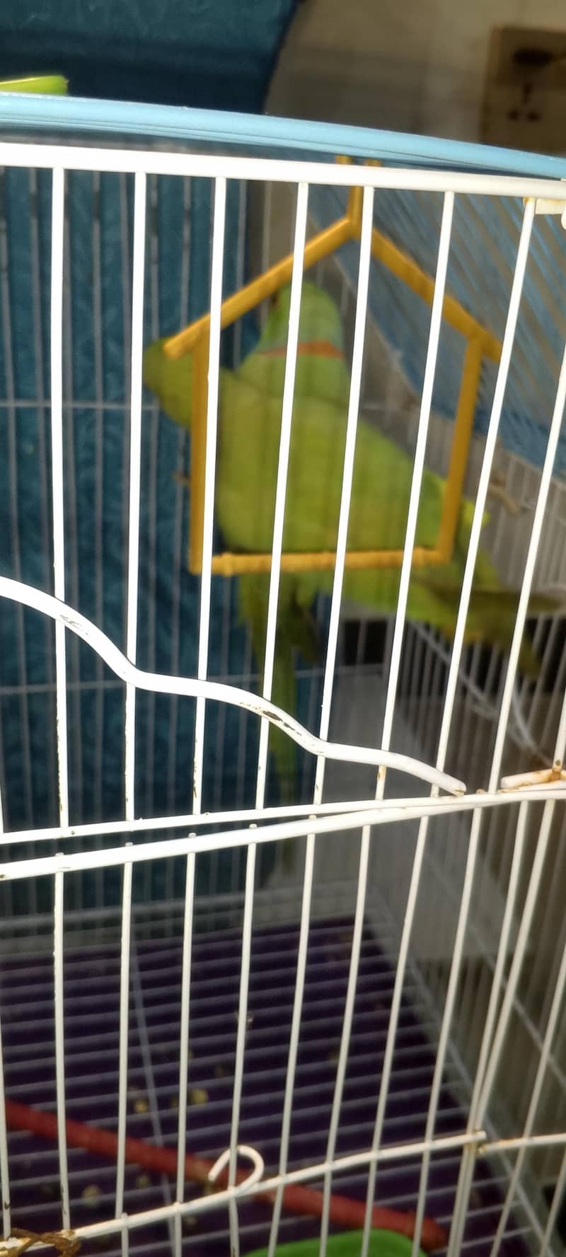 parrots pair 1
