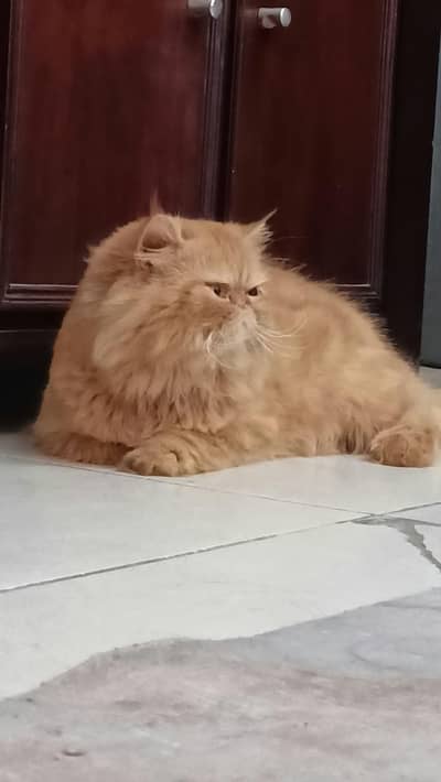 peki male cat