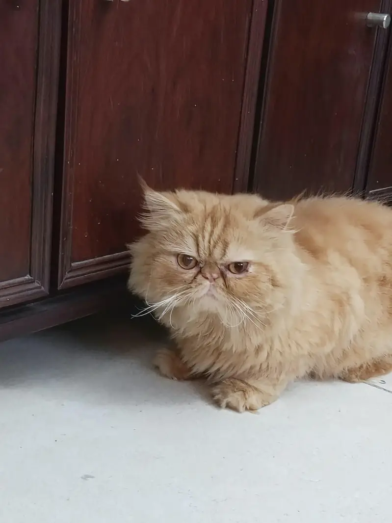 peki male cat — photo 3