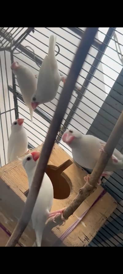 white jawa breeder pair for sale
