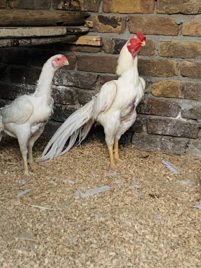 Indian paper white parrot beak chicks