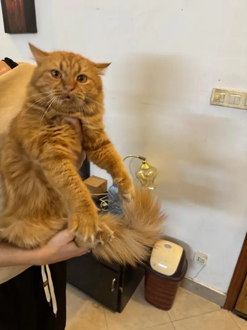 ginger persian cat for sale — photo 2