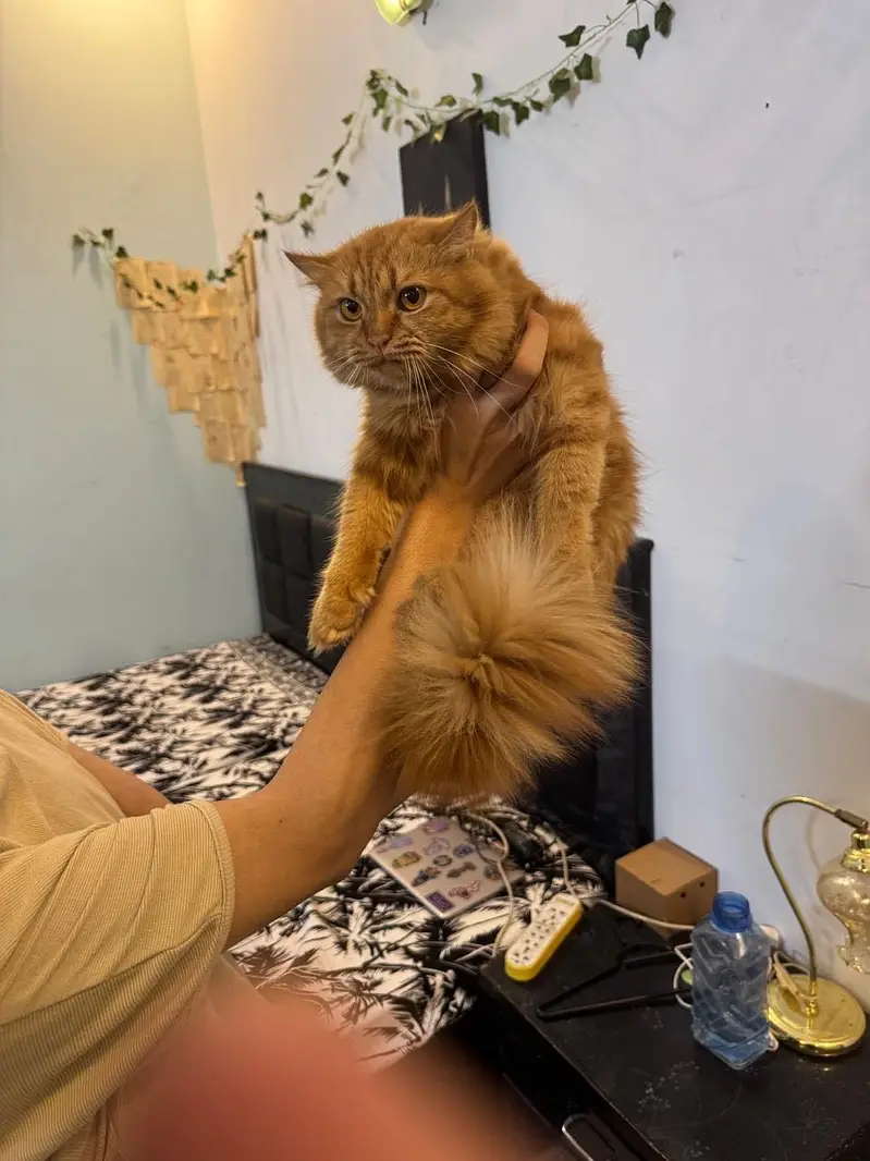 ginger persian cat for sale — photo 3