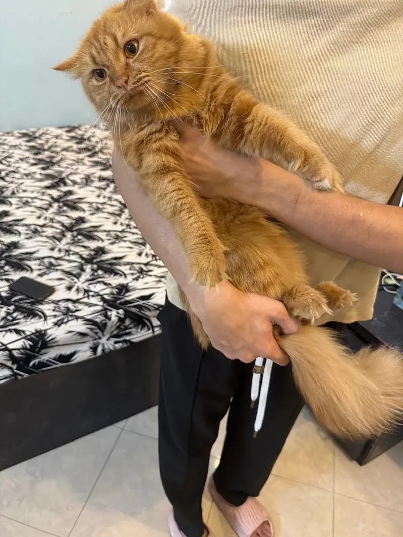 ginger persian cat for sale — photo 4