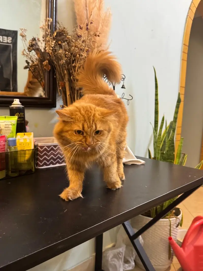 ginger persian cat for sale — photo 5