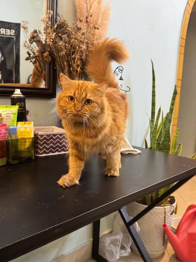 ginger persian cat for sale