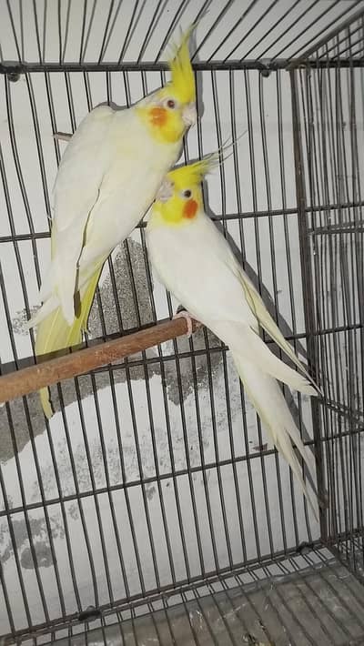 2 Breeder Cocktails Pair + Australian Budiges + Semi Tamed Cocktail