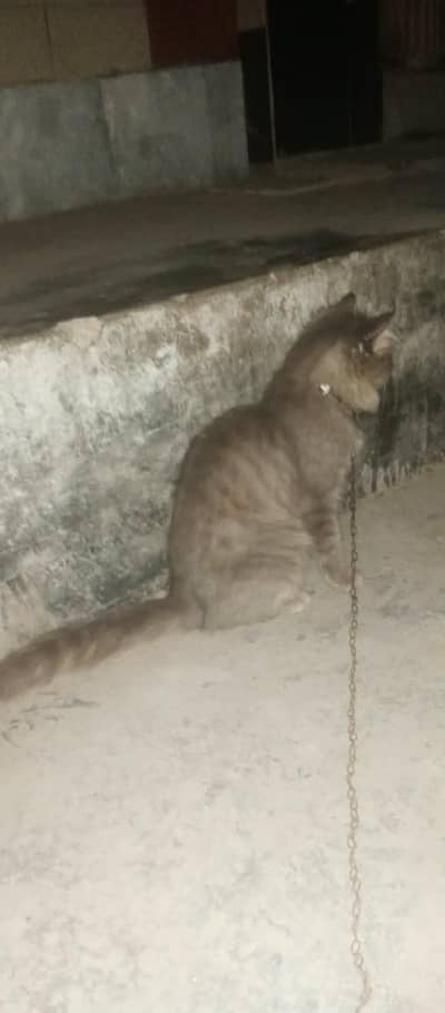 1 breed cat teen uske bacche e