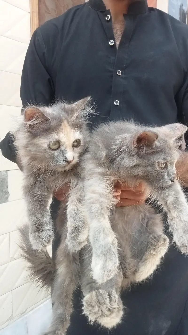 1 breed cat teen uske bacche e — photo 3