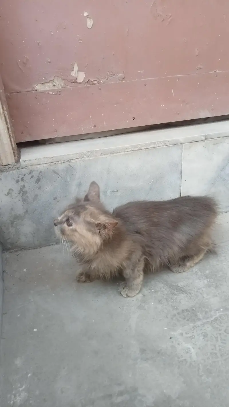 1 breed cat teen uske bacche e — photo 4