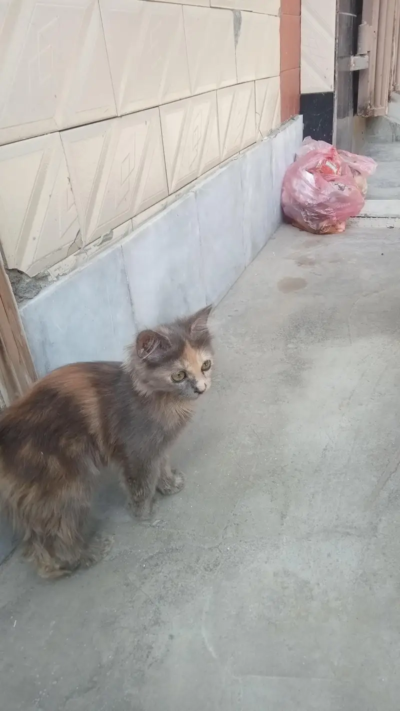 1 breed cat teen uske bacche e — photo 5