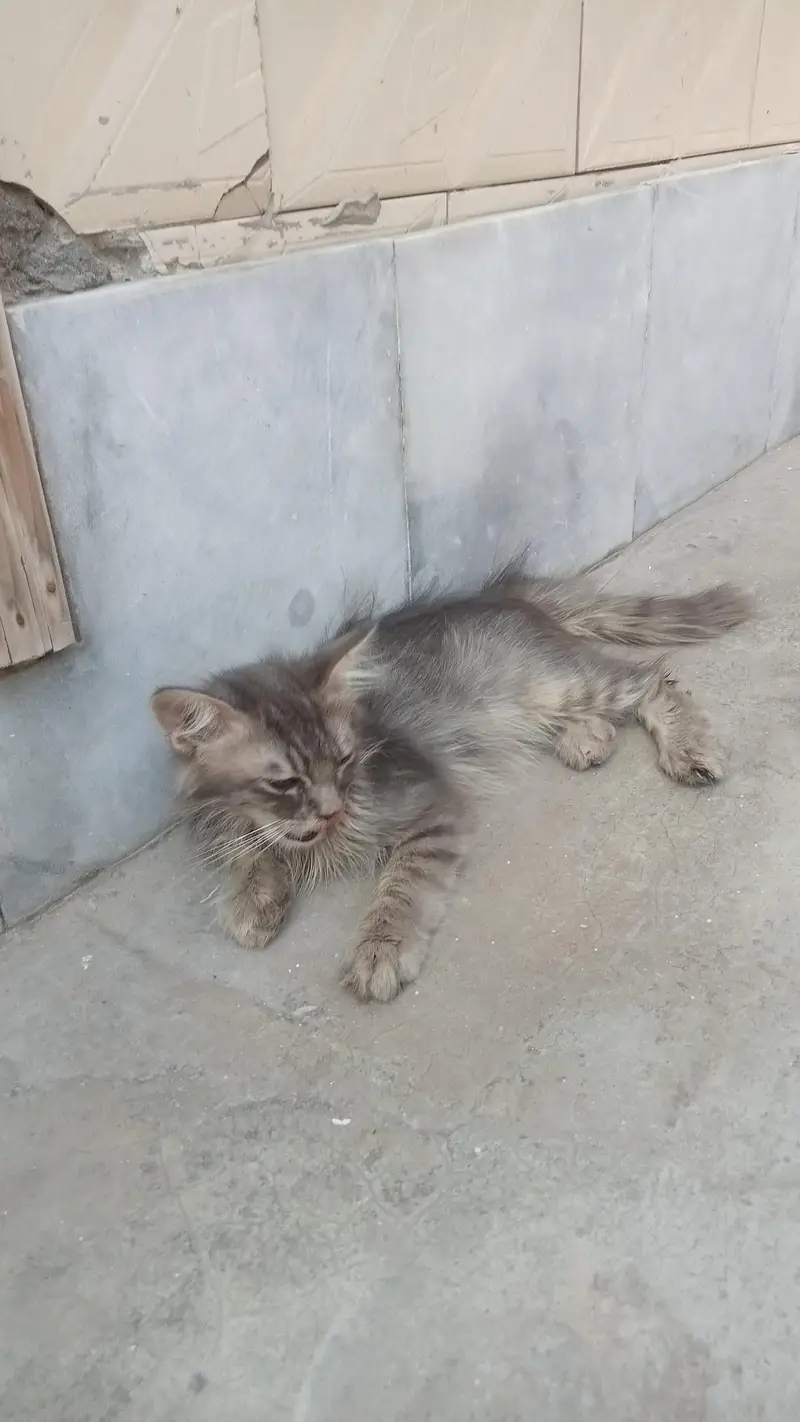 1 breed cat teen uske bacche e — photo 6
