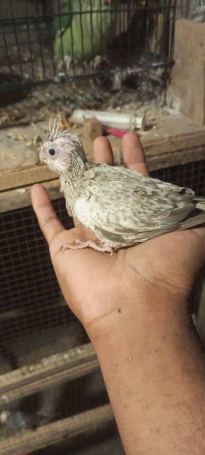 cocktail chick split fellow