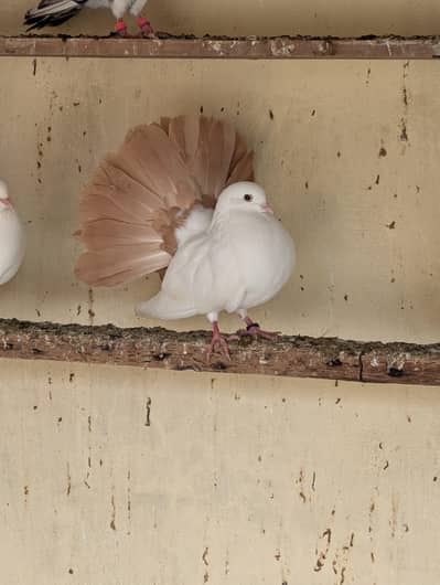 Fantail breder pairs